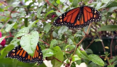Sweetbriar Nature Center wildlife rehabilitation director performs wing transplant on monarch butterfly