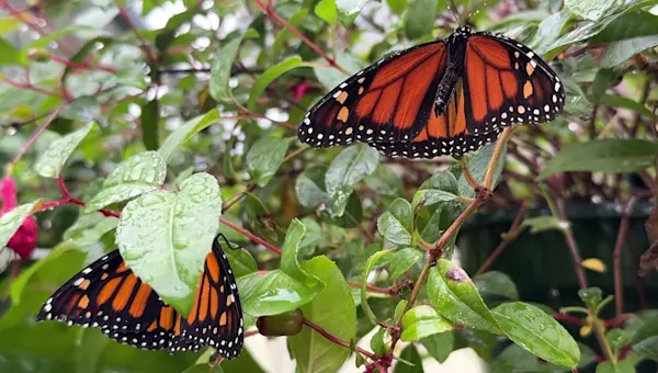 Sweetbriar Nature Center wildlife rehabilitation director performs wing transplant on monarch butterfly