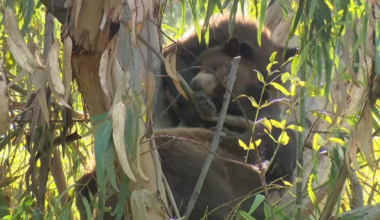 At least 3 bears spotted in Encino – NBC Los Angeles
