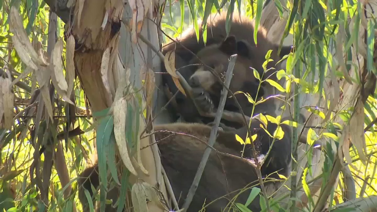 At least 3 bears spotted in Encino – NBC Los Angeles