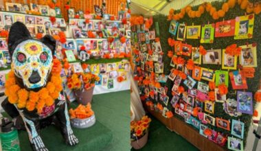 Pay tender tribute to your much-missed pal at the LA Zoo’s Beloved Pets Ofrenda – NBC Los Angeles