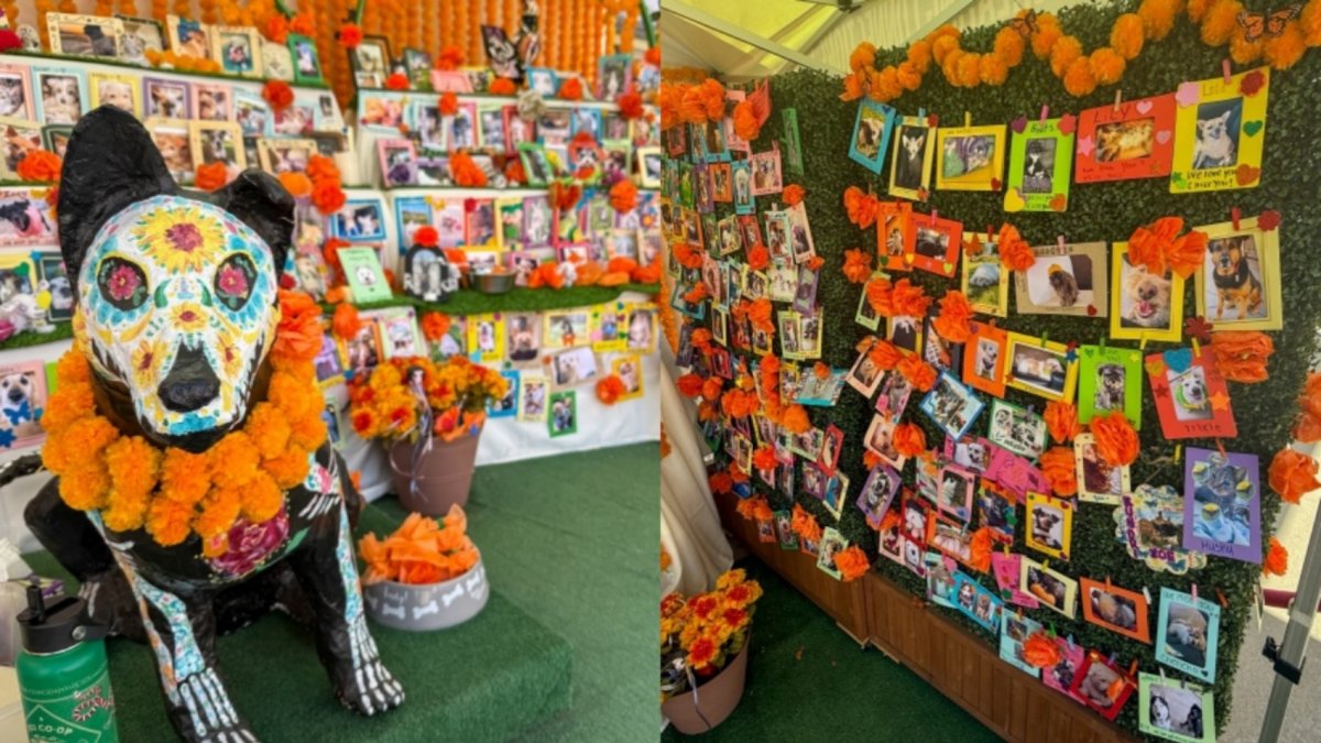 Pay tender tribute to your much-missed pal at the LA Zoo’s Beloved Pets Ofrenda – NBC Los Angeles