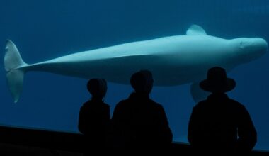 Canada's Marineland theme park says it will have to euthanize 30 beluga whales without emergency funding