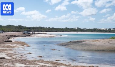 Community saves endangered tropical sea turtle that washed up on Esperance beach