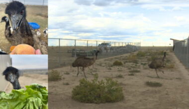 Reunited at last! Runaway emu Bert reunited with Ernie after Pueblo Park adventure
