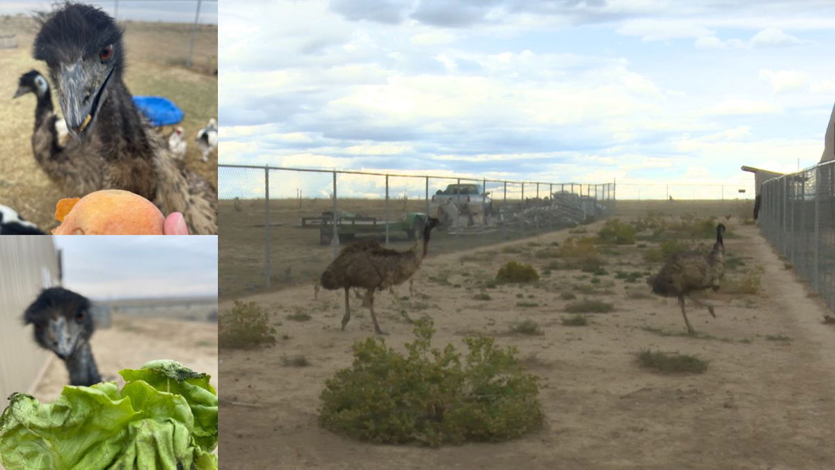 Reunited at last! Runaway emu Bert reunited with Ernie after Pueblo Park adventure