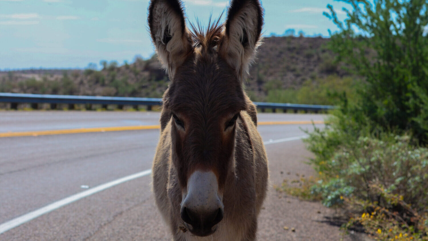 wild burros...