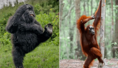 Yahoo entertainment home