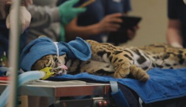 Human heart-monitoring devices find new life helping biologists understand threatened species