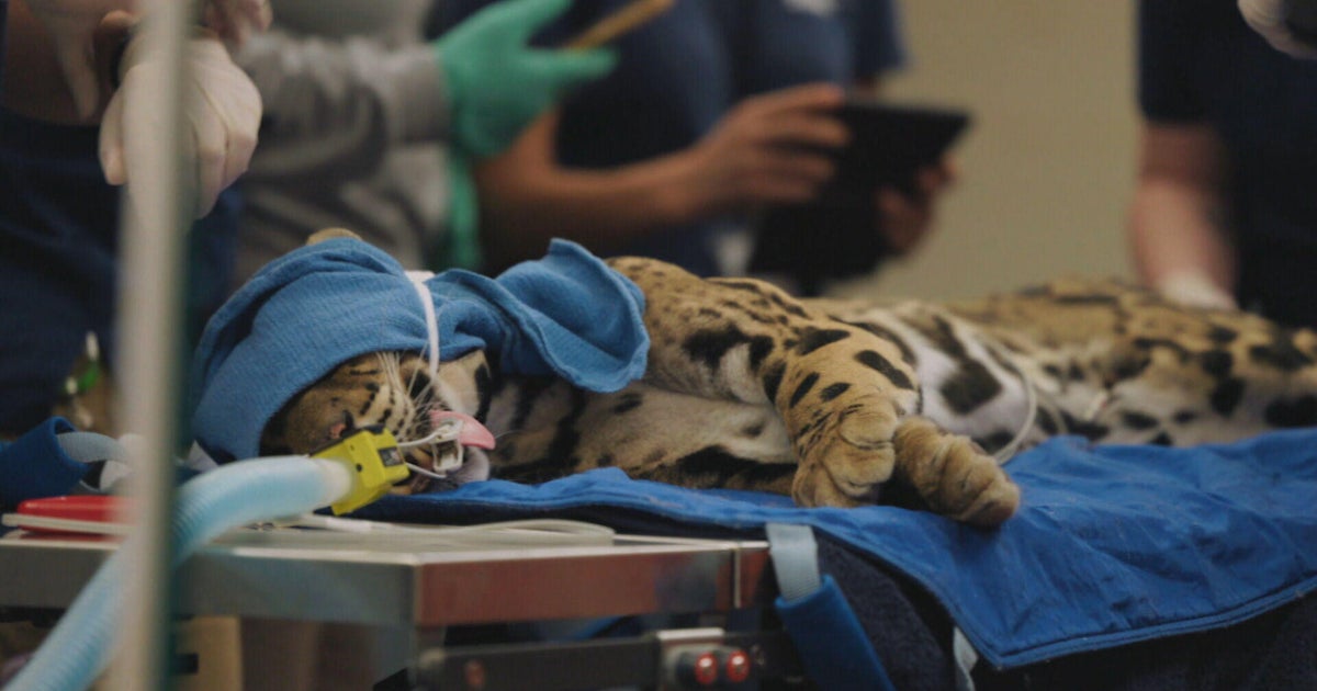 Human heart-monitoring devices find new life helping biologists understand threatened species