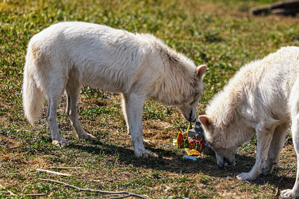 Romulus and Remus, two male dire wolves, snack on their birthday cake. They were born Oct. 1, 2024.