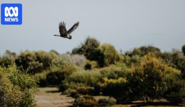 Carbon credit profits used to fund restoration around UNESCO biosphere reserve