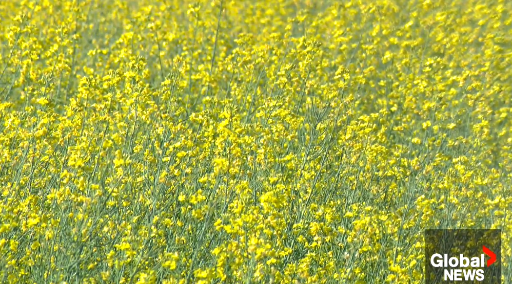 Click to play video: 'Market factors and global demand impacting canola producers'