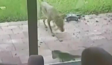 Video captures dramatic fight between coyote and iguana in South Florida neighborhood