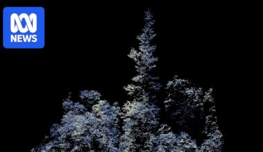 Hoop pine may set record as Australia's tallest rainforest tree