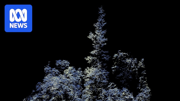 Hoop pine may set record as Australia's tallest rainforest tree