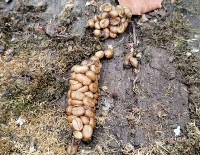 World's Most Expensive Coffee Is Chemically Different Because It's Literally Poop