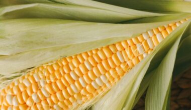 APHIS Deregulates Corn Developed Using Genetic Engineering to Resist Certain Pests