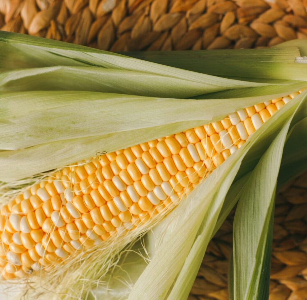 APHIS Deregulates Corn Developed Using Genetic Engineering to Resist Certain Pests