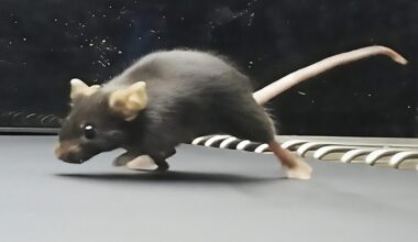Well-Exercised Mice Passed Natural Fitness to Their Male Offspring, But Not Through DNA