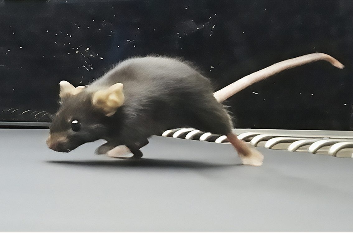 Well-Exercised Mice Passed Natural Fitness to Their Male Offspring, But Not Through DNA