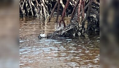 Paddleboarder Sees Clump Of Feathers In Water And Realizes It's Breathing