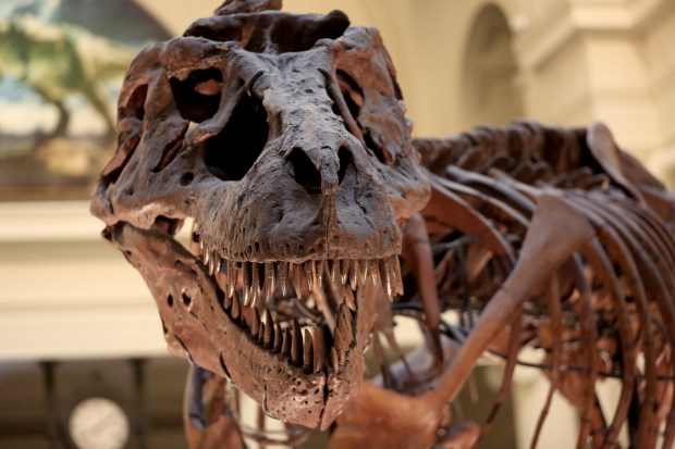 Sue the T. rex at the Field Museum on Feb. 5, 2018. (Nancy Stone/Chicago Tribune)