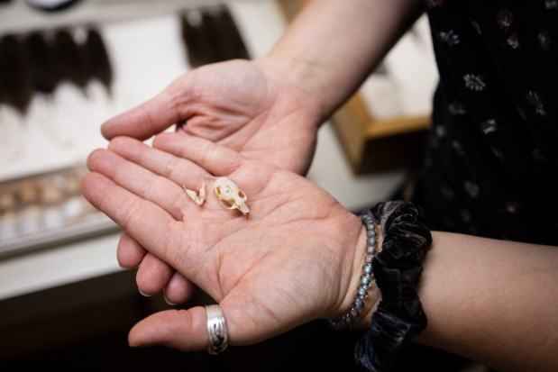 Stephanie Smith, a research scientist at the Field Museum, holds a rodent skull that was used in the study on how Chicago's rodents are adapting to urban living at the Field Museum on July 9, 2025. (Audrey Richardson/Chicago Tribune)