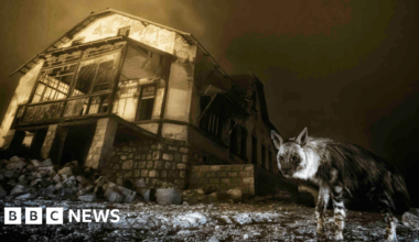 snapping the world's rarest hyena