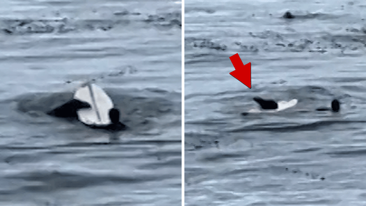 102825_otter_surfboard_kal