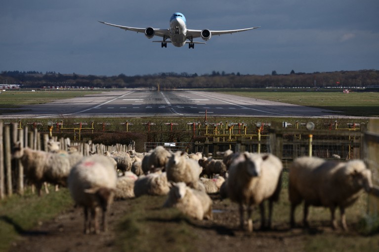 A passenger jet takes off from a runway, with a flock of sheep in the foreground.