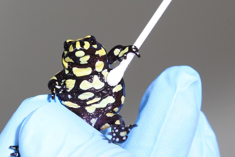 Close up view of a Corroboree frog getting tested for chytrid.