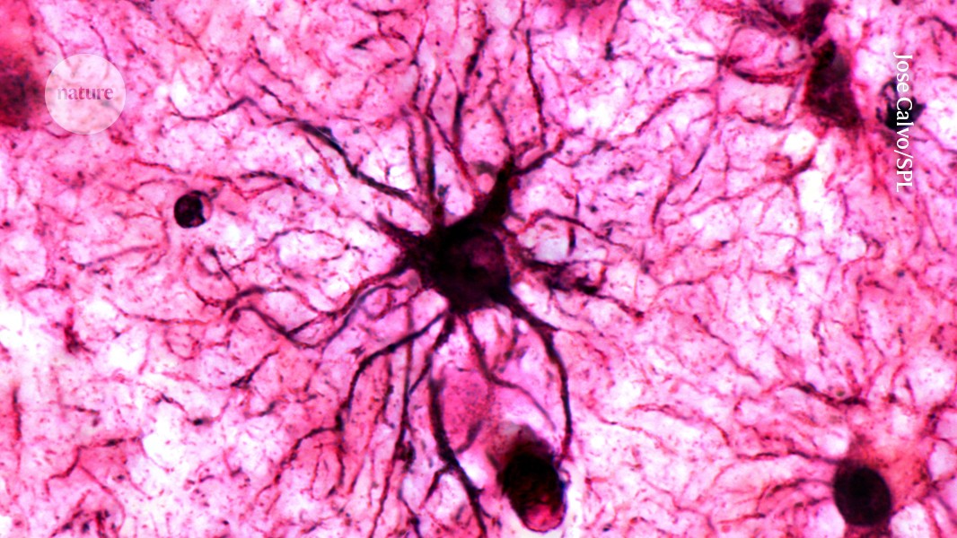 How emotional memories are engraved on the brain, with surprising helper cells