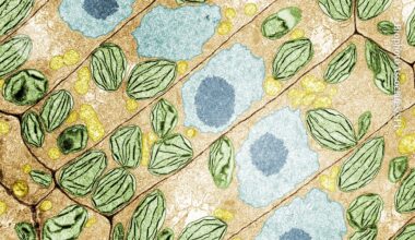 Plants have a secret language that scientists are only now starting to decipher