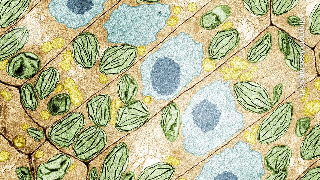 Plants have a secret language that scientists are only now starting to decipher