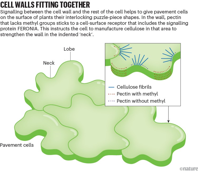 Infographic that shows how cellulose fibrils and pectin shape pavement cells in plants.