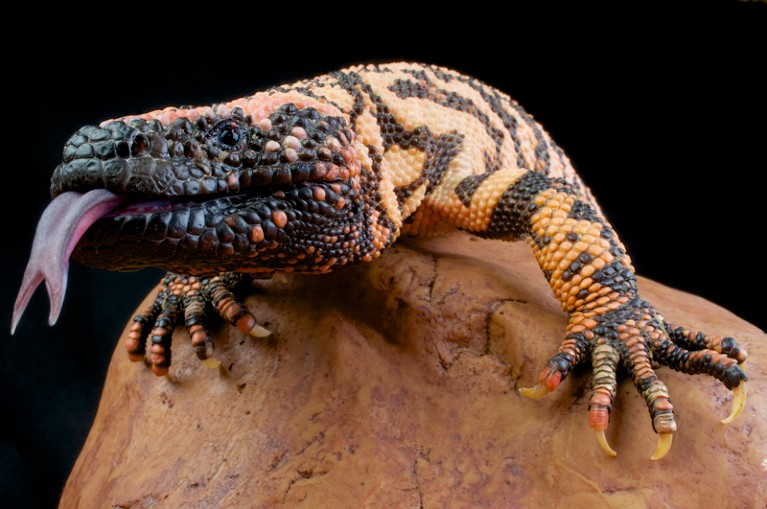 Close up of a black and orange lizard standing on a rock with its forked tongue sticking out.
