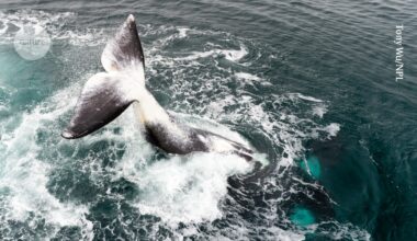 its secret could help extend human lifespan