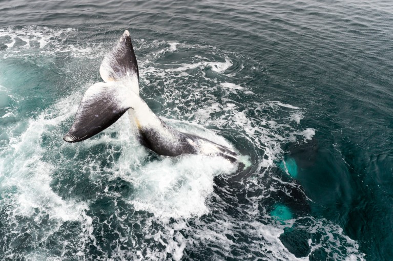 An aerial view of a bow whale's tail reaching out and slapping the water