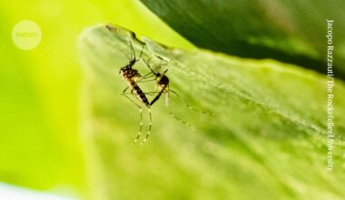 Glowing sperm helps to reveal secrets of mosquito sex