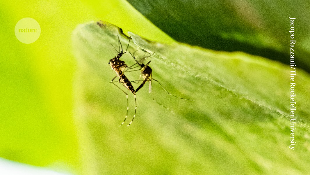 Glowing sperm helps to reveal secrets of mosquito sex