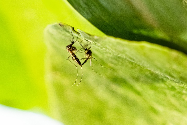 A close-up image of two mosquitos copulating on a green leaf.