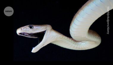 Single antivenom protects against 17 different snakebites