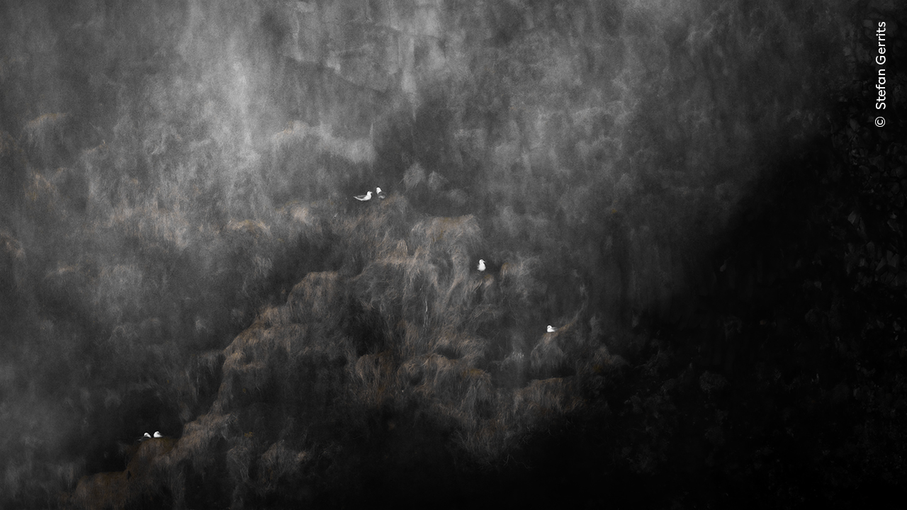 Legends of the Falls | Wildlife Photographer of the Year