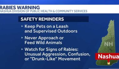 Raccoon tests positive for rabies in Nashua, health officials say