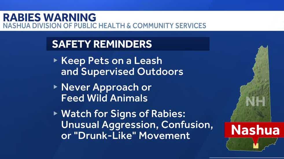Raccoon tests positive for rabies in Nashua, health officials say