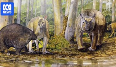 Bone fossil not evidence Australia's ancient megafauna was killed by humans: study