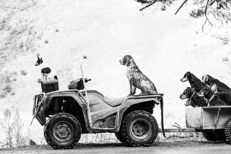 A group of dogs sits on an ATV and its attached trailer, with one dog perched on the ATV seat and others in the trailer, against a natural outdoor background in black and white.
