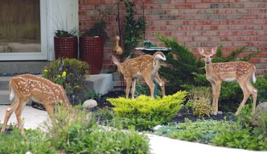 11 Best Deer-Resistant Plants — Best Life