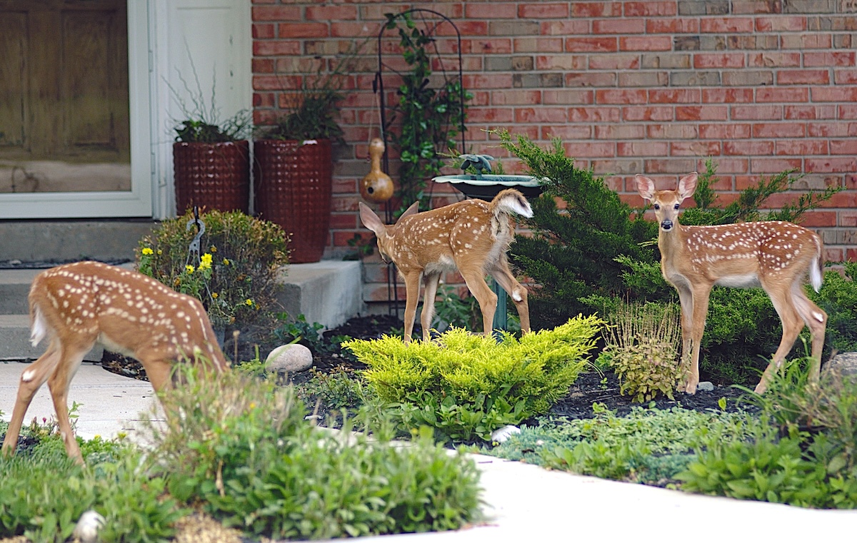 11 Best Deer-Resistant Plants — Best Life